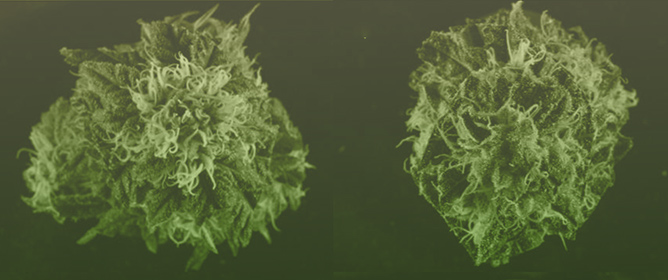 Determination of Optimal Harvest Time in <em>Cannabis sativa</em> L. Based upon Stigma Color Transition