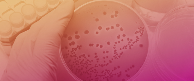 Simultaneous Detection of <em>Escherichia coli</em> and <em>Agrobacterium tumefaciens</em> by Using Gold Nanoparticle-Enhanced Polymerase Chain Reaction