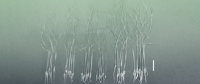 Mushroom Fungi Beds Volatiles as Plant Growth Biostimulants