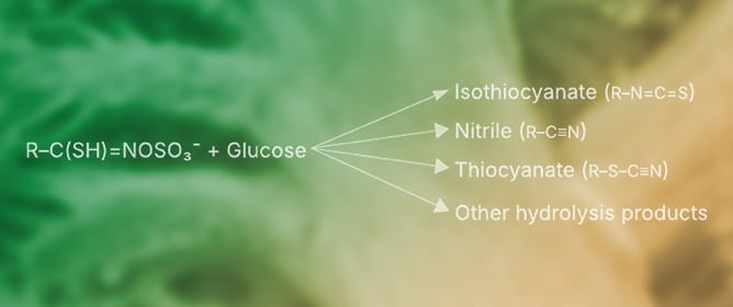 Glucosinolates in Cruciferous Vegetables: Genetic and Environmental Regulation, Metabolic Pathways, and Cancer-Preventive Mechanisms