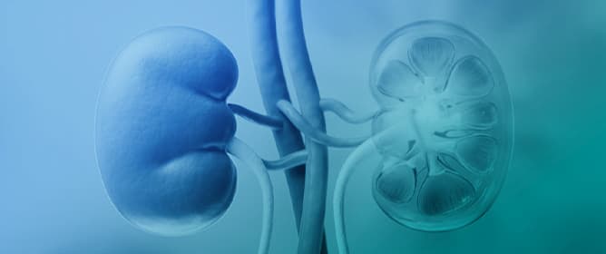 The Zucker Diabetic Fatty Rat as a Model for Vascular Changes in Diabetic Kidney Disease: Characterising Hydronephrosis