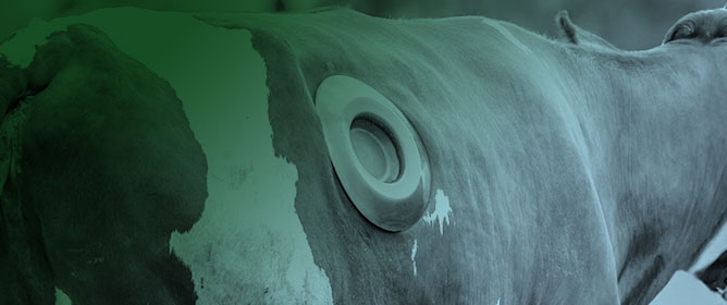 The Effect of Saliva with Different Nitrogen Compositions on Ruminal Fermentation in a Rumen Simulator Technique (Rusitec<sup>&reg;</sup>) System Fed a Lactating Dairy Cow Diet