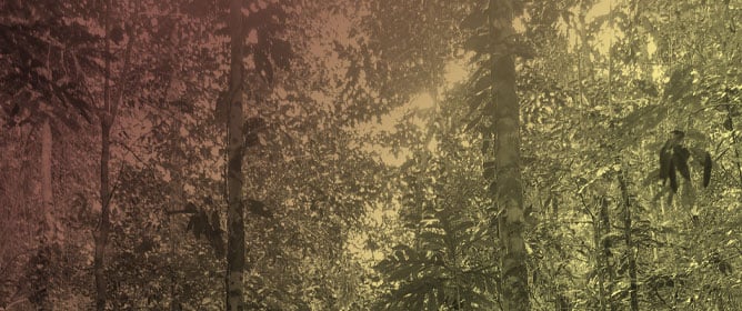 Does Ecotourism Really Benefit the Environment? A Trend Analysis of Forest Cover Loss in Indonesia
