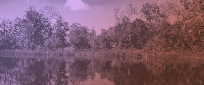 Riparian Tree Cover in Historical Grasslands and Current Croplands