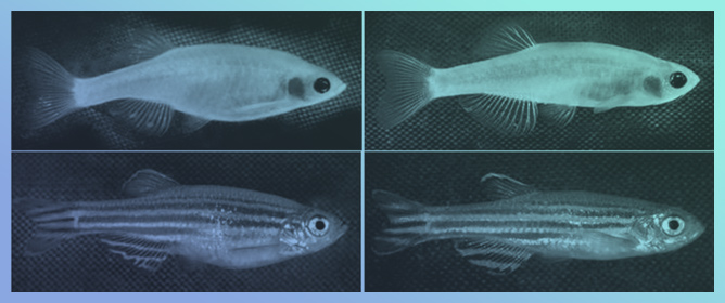 Evaluation of the Effects of the Quaternary Ammonium Silane K21 on Zebrafish Viability, Toxicity, Growth, and Development