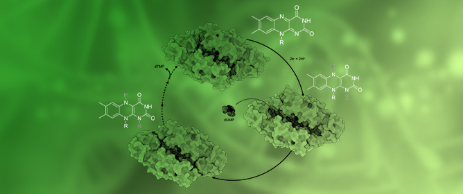 Structural Plasticity of Flavin-Dependent Thymidylate Synthase Controlled by the Enzyme Redox State