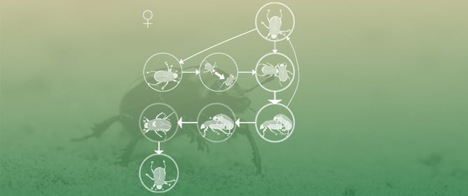 Mating Behavior of <em>Cyclocephala barrerai</em> Mart&iacute;nez (Coleoptera: Melolonthidae)