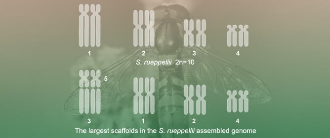 Cytogenetic and Molecular Characterization of the Flower Fly <em>Sphaerophoria rueppellii</em>