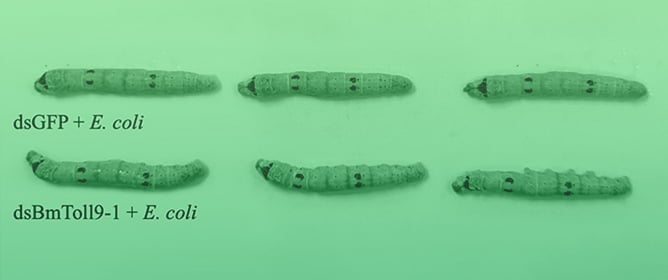 <em>Escherichia coli</em> Activates <em>BmToll9-1</em> in Silkworm Larval Midgut and Regulates Growth