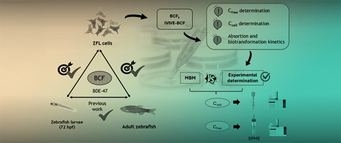 Assessing Bioconcentration and Biotransformation of BDE-47 In Vitro: The Relevance of Bioavailable and Intracellular Concentrations