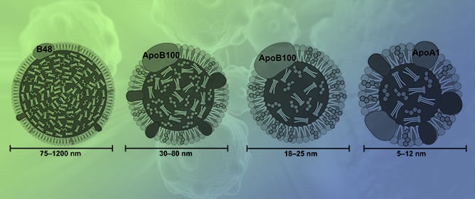 Modified Lipid Particle Recognition: A Link Between Atherosclerosis and Cancer?