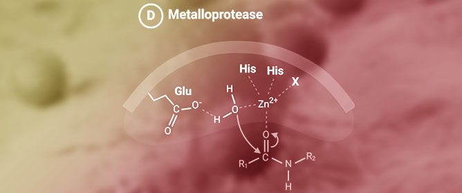 From Bench to Bedside: Transforming Cancer Therapy with Protease Inhibitors