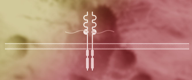 Pathology and Therapeutic Significance of Fibroblast Growth Factors