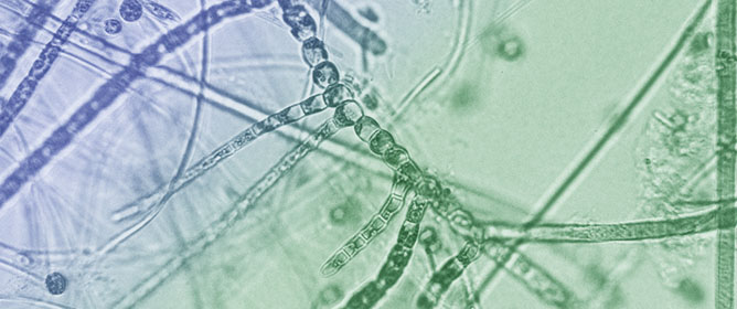 Edible Terrestrial Cyanobacteria for Food Security in the Context of Climate Change: A Comprehensive Review