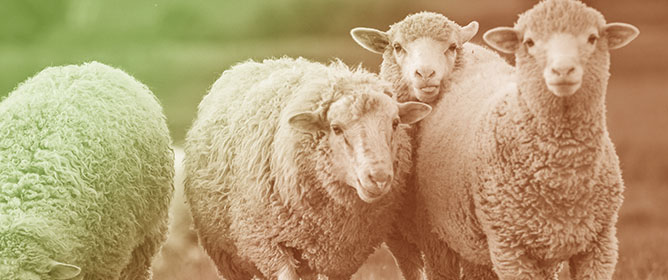 A Morphometric Analysis of the Digital Bones in Karagouniko Sheep and Hellenic Goat