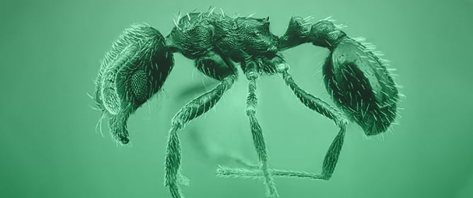 Two New Species of Genus <em>Oxyopomyrmex</em> in Spain