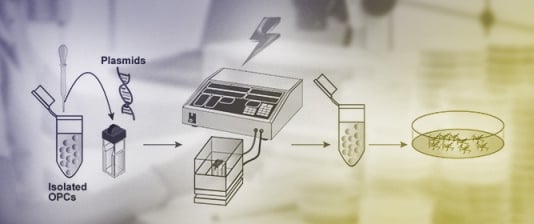 Efficient Electroporation into OPCs In Vitro