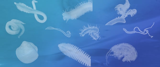 Macrozoobenthic Communities in the Upwelling Area off Chile (36&deg; S) with Special Consideration of the Oxygen Minimum Zone