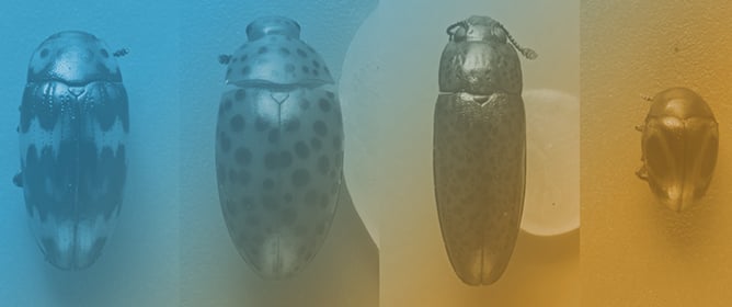 Diversity of Color in Pleasing Fungus Beetles (Coleoptera: Erotylidae: Erotylinae)