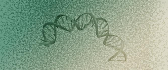 Understanding the Mechanism of Bent DNA Amplifying Sensors Using All-Atom Molecular Dynamics Simulations