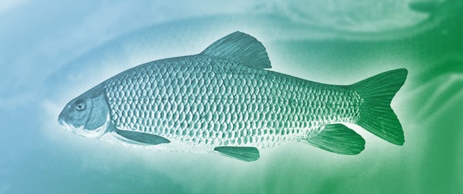 Biology and Conservation of <em>Moxostoma</em> spp. Occurring in Canada with Emphasis on the Copper Redhorse (<em>M. hubbsi</em>, Legendre 1952), an Endemic Species on an Extinction Trajectory