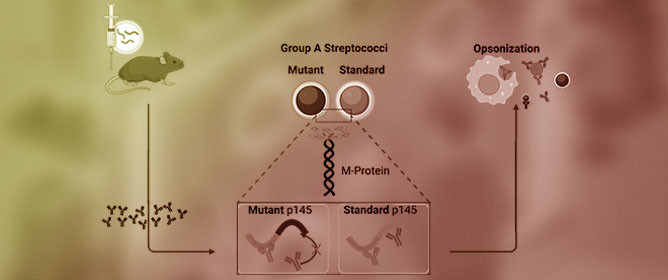 Peptide-Based <em>Strep A</em> Vaccines in Infected Mice