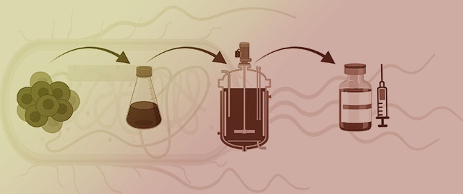 Insect Cell Lines in Biotherapeutics and Vaccine Production
