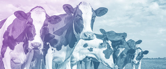 Previous Lactation Risk Factors Associated with Hyperketonemia in the First Week Postpartum in Dairy Cows: A Retrospective Analysis