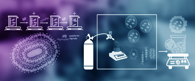 Encapsulation of <em>Lactiplantibacillus plantarum</em> Using Lactoferrin and Alginate: Layer-by-Layer Coating and Dual Coating Air Brush Approaches for Enhanced Stability