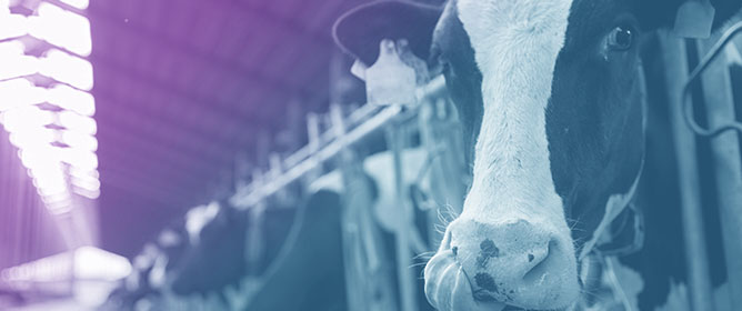 Combined Effects of Human Chorionic Gonadotropin and Intravaginal Progesterone Device Treatment in the Early Luteal Phase After Artificial Insemination on Conception Rate in Lactating Dairy Cows
