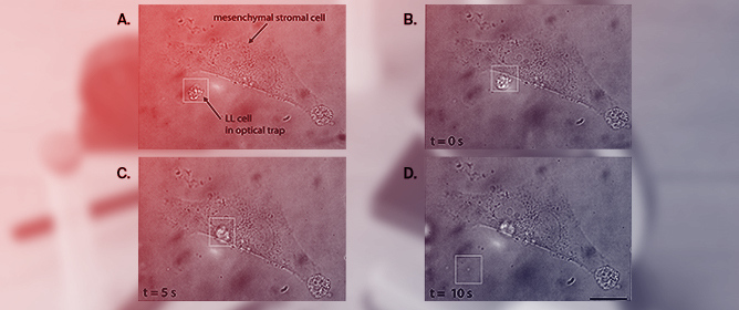 Determining Minimum Cell-to-Cell Adhesion Time with Optical Tweezers