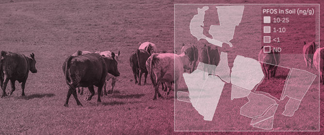 Application of a Dynamic Exposure Population Toxicokinetic Model for Perfluorooctane Sulfonic Acid (PFOS) and Extension to Perfluorodecanoic Acid (PFDA) at a North American Beef Cattle Farm with a History of Biosolids Land Application