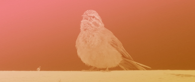 House Bunting Crosses Continents: First Breeding Population in Mainland Europe Confirmed in Spain