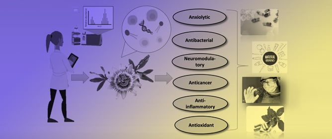 Exploring the Multifunctionality of <em>Passiflora caerulea</em> L.: From Traditional Remedies to Modern Applications