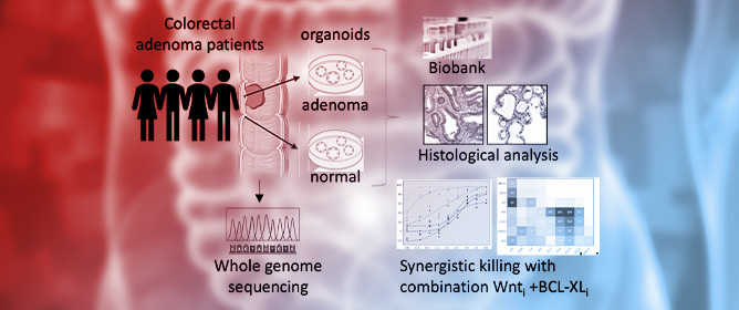 Pyrvinium Pamoate and BCL-XL Inhibitors Act Synergistically to Kill Patient-Derived Colorectal Adenoma Organoids