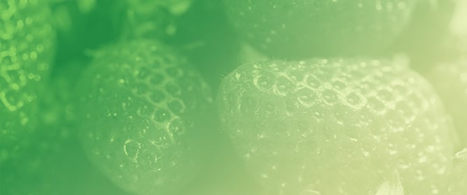 DRFW-TQC: Reinforcement Learning for Robotic Strawberry Picking with Dynamic Regularization and Feature Weighting