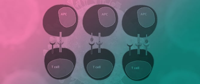 Investigation of the CTLA-4&ndash;CD28 Axis in Oral Squamous Cell Carcinoma