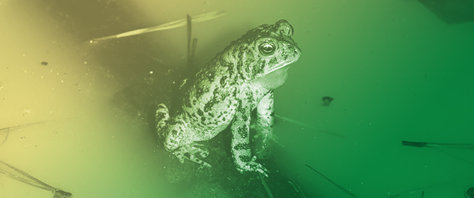 Effect of Headstarting Eggstrands of the Endangered Houston Toad (<em>Bufo</em> = [<em>Anaxyrus</em>] <em>houstonensis</em>) from a Captive Assurance Colony on Native Breeding Pond Microbiomes