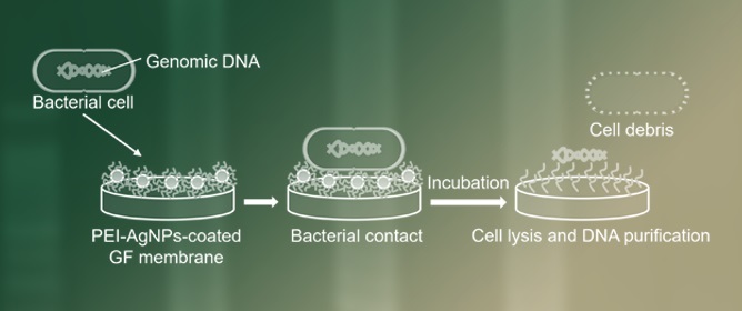 One-Pot Colorimetric Nucleic Acid Test Mediated by Silver Nanoparticles for DNA Extraction and Detection
