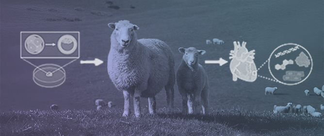 <em>In Vitro</em> Embryo Culture Impacts Heart Mitochondria in Male Adolescent Sheep