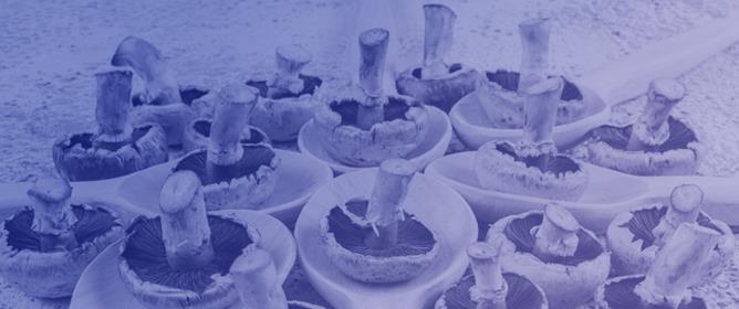 Combined Effect of Spent Mushroom Substrate and Agro-Industrial Residues on <em>Pleurotus columbinus</em> Production and Intra-Cellular Polysaccharide Synthesis