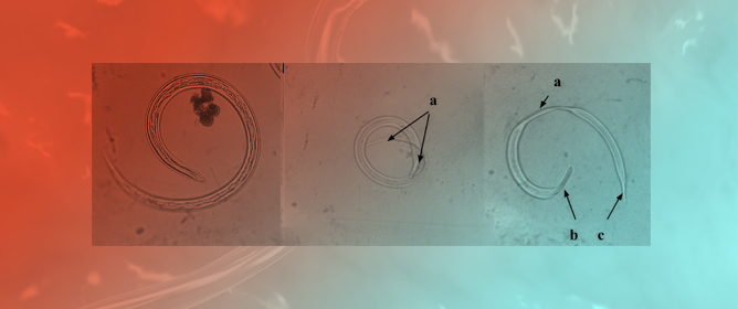 Infective Larvae of <em>Haemonchus contortus</em> (Nematoda: Trichostrongylidae) Are Captured and Destroyed by Nematode-Trapping Fungi <em>Dactylellina</em> spp. (Fungi: Orbiliales)