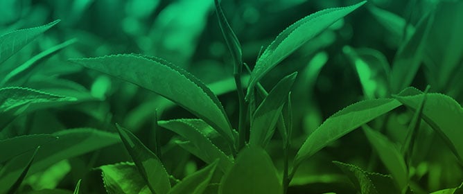 Nitrogen Forms and Nitrogen Deficiency Regulate Theanine Accumulation Patterns in Tea Plants (<em>Camellia sinensis</em>) During Winter Dormancy