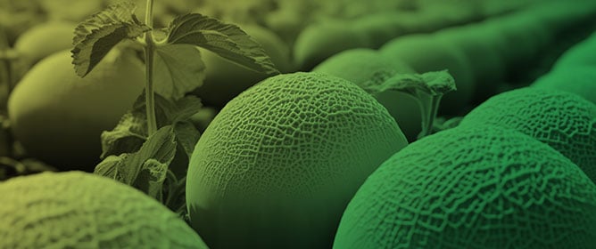 Assessment of Melon Fruit Nutritional Composition Using VIS/NIR/SWIR Spectroscopy Coupled with Chemometrics