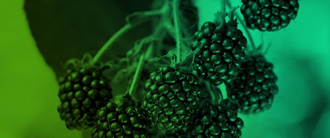 Over Half a Century of Research on Blackberry Micropropagation: A Comprehensive Review