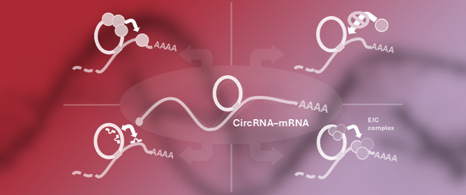 Direct circRNA-mRNA Binding Controls mRNA Fate: A New Mechanism for circRNAs