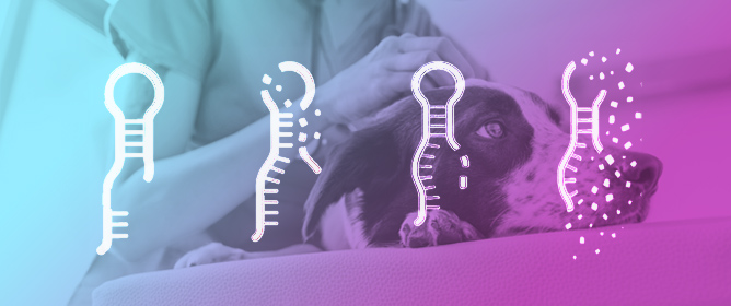 Stability of microRNAs in Canine Serum&mdash;A Prerequisite for Use as Biomarkers in Tumour Diagnostics
