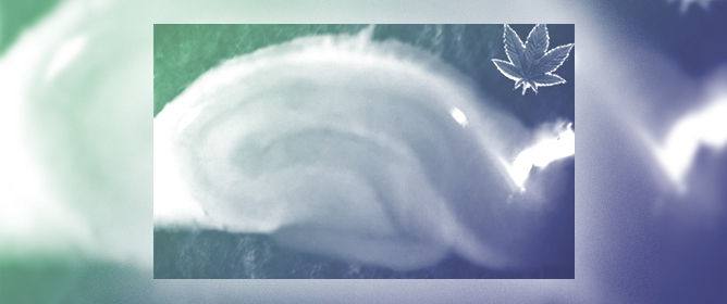 Cannabinoid Effects on the Hippocampus