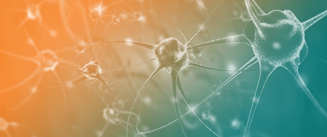 The Relationships Among Perineural Invasion, Tumor&ndash;Nerve Interaction and Immunosuppression in Cancer