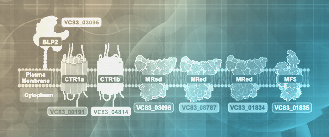 <em>Pseudogymnoascus destructans</em> Transcriptional Response to Chronic Copper Stress